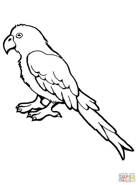 parrot bird coloring page  printable coloring pages