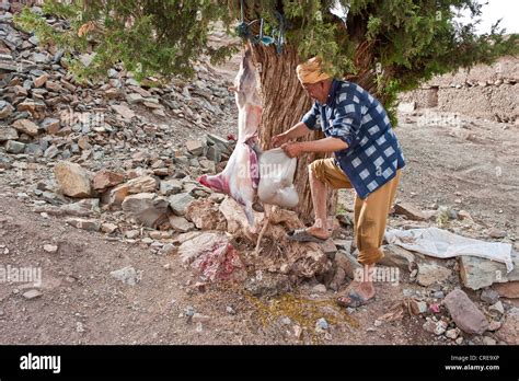 elderly man slaughtering  goat removing entrails   animal hanging   tree kelaa