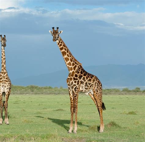 charles darwin giraffens hals photo giraffe   zoo