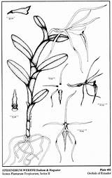 Epidendrum Morejon Dodson 1989 Difforme Hágsater Drawing Group sketch template