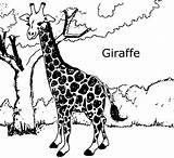 Giraffes Bestcoloringpagesforkids Print sketch template