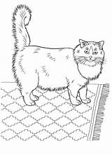 Pisica Colorat Planse Desene Disegni Gatti Animale Pisici Colouring Katzen Colorkid Catsbris sketch template