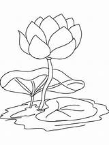 Lily Water Coloring Pages Flower Flowers Kids Color Recommended Print sketch template