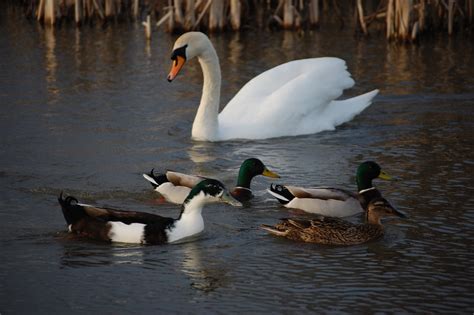 swan  ducks   perchy jim ramsay flickr