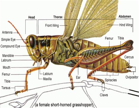 external morphology insects insect anatomy insect legs
