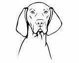 Vizsla Magyar Adobe Ungarischer Vorstehhund Silhouetten sketch template