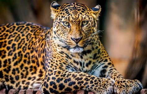 african wildlife diversity  natural wildlife mystart
