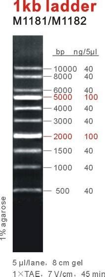 1 Kb Dna Ladder Id 4272440 Product Details View 1 Kb Dna Ladder From
