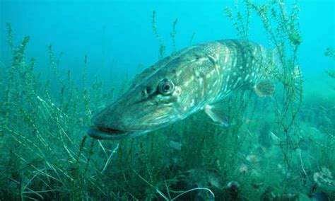 pike in its lair ignores the tiddlers wildlife the guardian