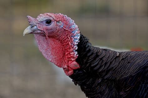 hstoday tsa advises  traveling  turkey   thanksgiving foods hs today