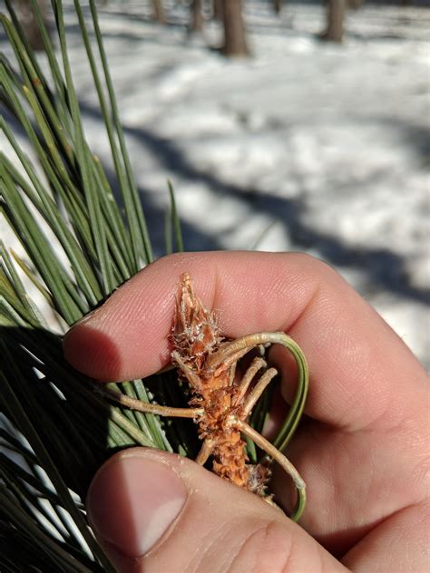 Red Pine Pinus Resinosa The Ufor Nursery And Lab
