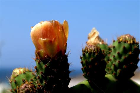 cactus flower plant  photo  pixabay pixabay