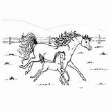 Paarden Kleurplaten Paard Printen sketch template