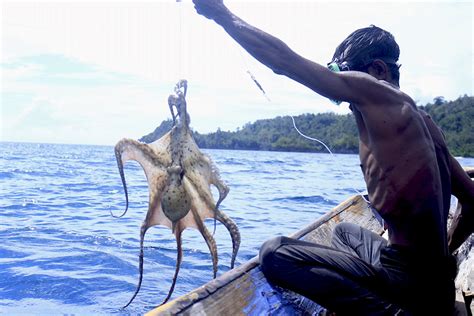 meski eksportir terbesar perikanan gurita indonesia  berkelanjutan mongabaycoid