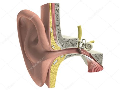 dimensional human ear anatomy stock photo  designlab