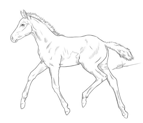 pin  pm   horse  art   horse coloring pages
