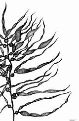 Kelp Drawing Drawings Forest Seaweed Bull Getdrawings Paintingvalley Choose Board Google Etsy sketch template