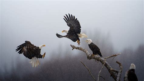 national geographic unveils pictures   year photo contest winners