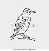 Starling Bird Designlooter Woodpecker sketch template