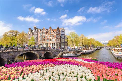Why Are Tulips The Symbol Of The Netherlands
