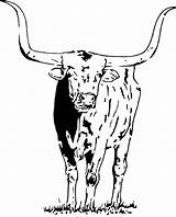 Longhorn Drawing Sketch Bull Getdrawings Paintingvalley sketch template