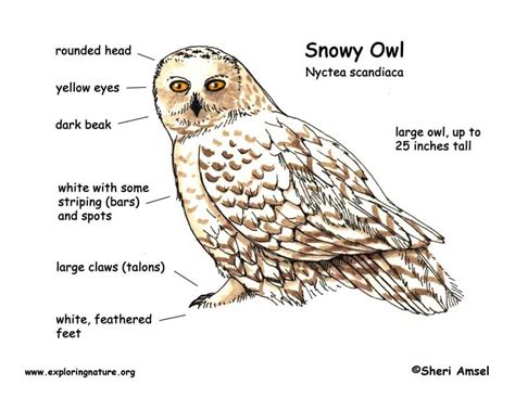 owl snowy