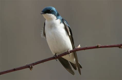 Backyard Bird Identification Purple Martin Swallows Swifts