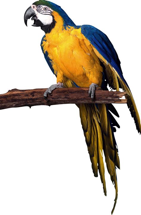 parrot picture png transparent background    freeiconspng
