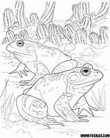 Coloring Frog Pages Amphibian Drawings Frogs Printable Animals Color Toad Getcolorings Reptile Wildlife Spotted sketch template