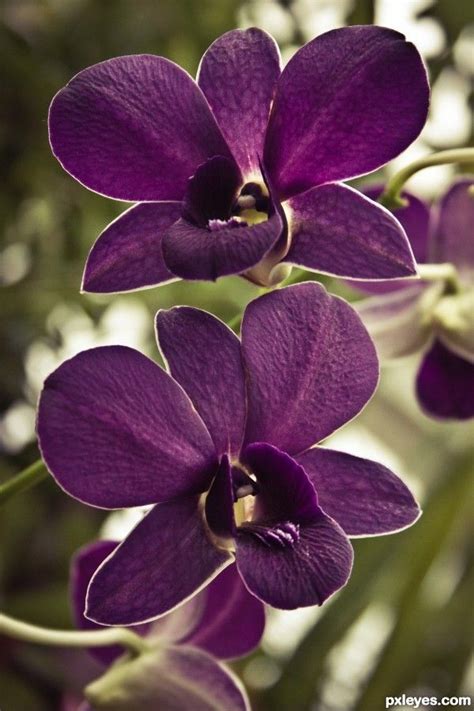 Purple Orchid Flowers Orchids Purple Orchids Exotic