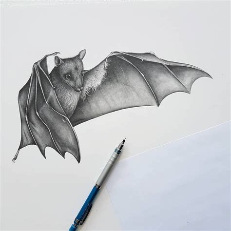 share  bat pencil sketch  seveneduvn