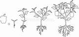 Cycle Flowering Eggplant Peppers Seeding Bearing Aubergine sketch template
