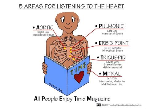 Auscultating Heart Sounds Includes Listening For Which Of The Following