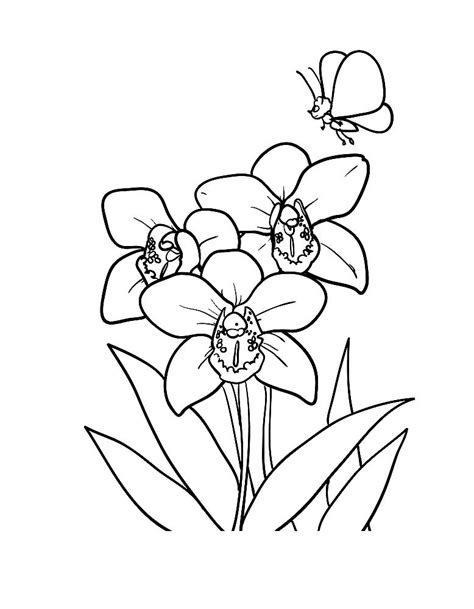 orchid coloring pages    print
