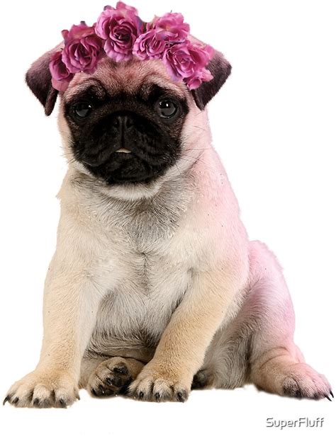 hipster pug puppy stickers  superfluff redbubble