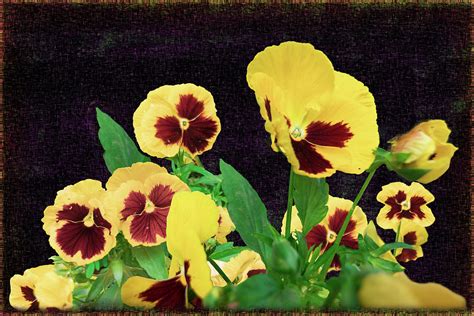 yellow violet photograph  rosen borisov fine art america