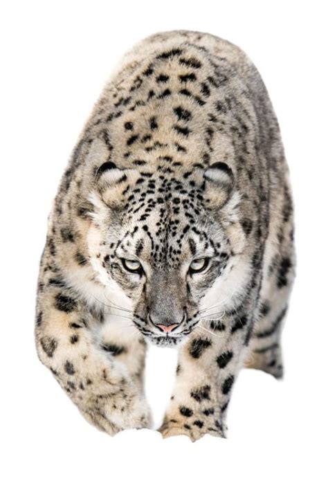 beautiful wildlife photo series snow leopard images by