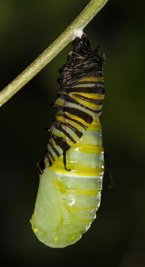 nature monarch caterpillar   chrysalis