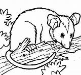 Possum Opossum Coloring Colorear Book Drawings Clipart Animals Coloringcrew Pages Aboriginal sketch template