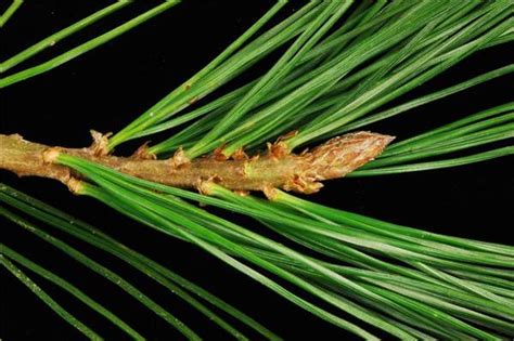 factsheet pinus lambertiana