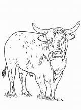 Bull Bucking Bulls Alifiah Kuebler Grasses Bison Grazing Critters Disimpan sketch template
