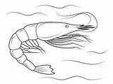 Gambero Shrimp sketch template