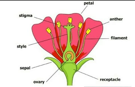 plant anatomy labeled ideas  europedias