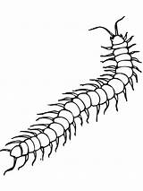 Centipede Millipede Robaki Kolorowanki Dzieci Insect Owady Druku Primarygames Sketch sketch template
