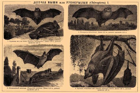 vintage ephemera engraved illustration bats encyclopedic dictionary