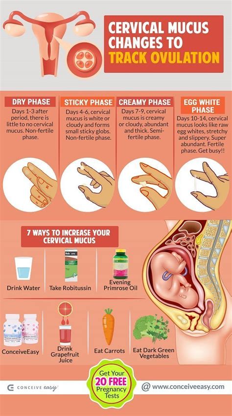 Pregnancy Planning Ovulation Conception Plotting Your Due Date Artofit