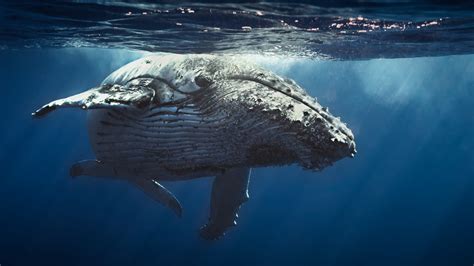 wallpaper underwater whale  animals