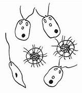 Zooplankton Emaze Poliquetos sketch template