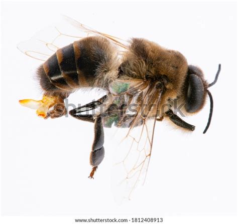 bee drone male bee close visible stock photo edit