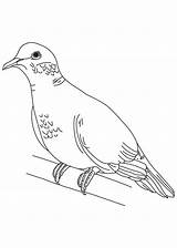Dove Coloring Turtle Mourning Pages Doves Outline Drawing Pigeon Peace Clip Clipart Printable Library Getdrawings Color Print Popular Outlines Kids sketch template